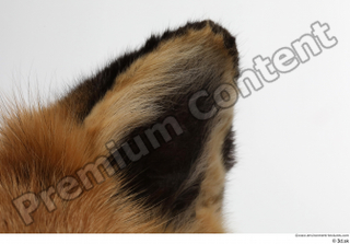 Red fox ear 0004.jpg